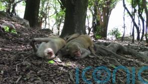Same-sex sexual behaviour is widespread in macaque monkeys, study suggests
