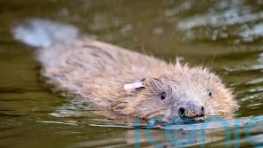 Compensate farmers for ‘high-risk’ species reintroductions, MPs say