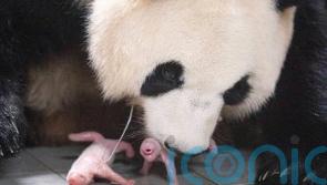 Giant panda gives birth to twins at South Korean theme park