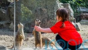 Meerkat enclosure to be built at children’s hospital
