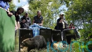 National Trust makes first beaver release in northern England
