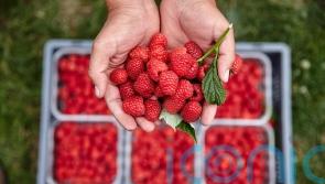 ‘Bumper’ raspberry season arrives after June heat delayed ripening