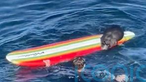 Wildlife officials search for sea otter harassing surfers in California