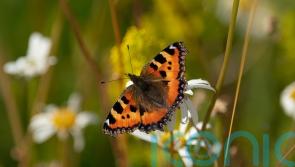Scientists seek help to study effect of extreme weather on butterflies