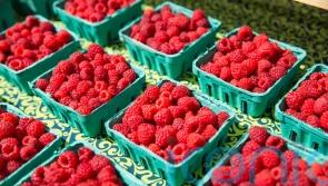 Raspberries galore: How – and why – to get more of them in your diet