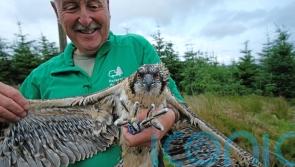 Team rings osprey chicks at northern England stronghold