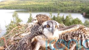 Osprey chicks take flight for the first time