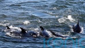 Rescuers tackling ‘mass stranding’ of pilot whales on Scottish beach