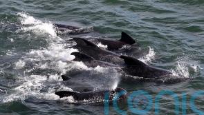 More than 40 pilot whales dead after mass stranding on Scottish beach
