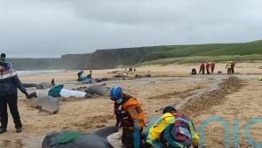 Mass pilot whale stranding on Isle of Lewis is ‘biggest one ever in Scotland’