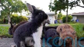 Rabbit invasion catches Florida suburb on the hop