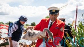 First annual royal swan census of King’s reign gets under way