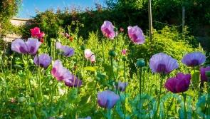 Alan Titchmarsh warns against rewilding, but how can you boost biodiversity in your garden?