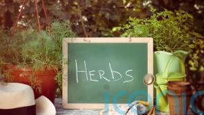 How to create a kitchen herb garden