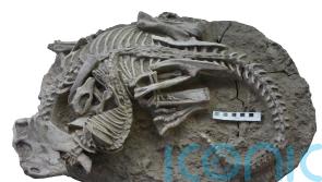 Mammal and dinosaur found ‘locked in mortal combat’ from 125m years ago