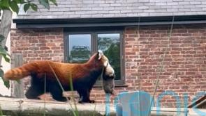 UK safari park provides first glimpse of its first-ever red panda cub