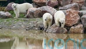 Polar bears’ personalities start to show after move to Staffordshire park