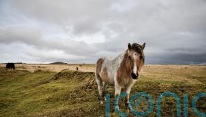 Court of Appeal hears challenge over right to wild camp on Dartmoor