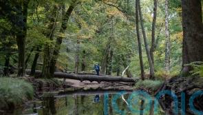 Government planting less than half its target of trees, say MPs