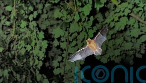 Loud music festivals could reduce some bats’ activity by almost 50% – study