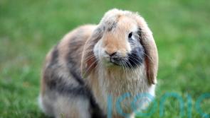 Fifth of pet rabbits in UK have painful or debilitating ear disease – research