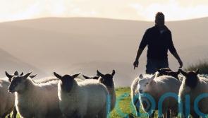 Post Brexit trade deals could see Scots farm incomes drop and job losses – study
