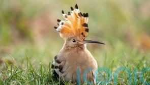 5 unusual birds you may spot in your garden in summer and beyond