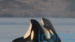 Male killer whales protected by post-menopausal mothers, study suggests