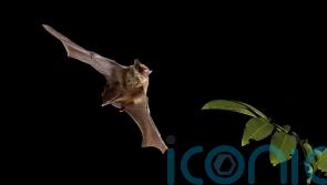 Bats struggle during organic farming transition, study suggests