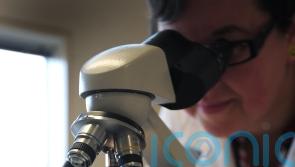 Scientists uncover genes that gave humans the ability to walk upright