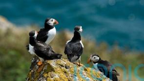 Holidaymakers warned as concern over wild bird flu outbreak grows