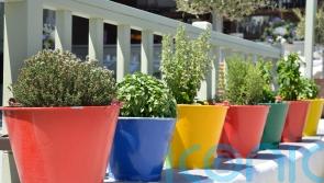 How to perk up urban balcony gardens and window boxes
