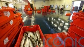 North Atlantic heatwave could be catastrophic for fish stocks, scientists warn
