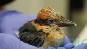 Near-extinct and ‘extremely precious’ kingfishers to be released into the wild