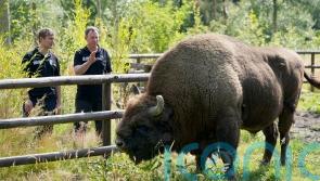 Kent Wildlife Trust to receive £100,000 for bison rewilding project