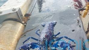 Fisherman lands catch of a lifetime blue lobster – for the second time