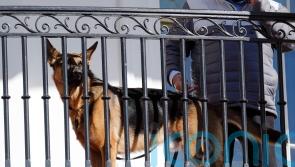 Joe Biden’s dog ‘bit Secret Service officers 10 times in four months’