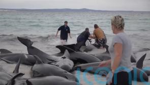 Rescuers bid to save nearly 100 beached whales in Western Australia