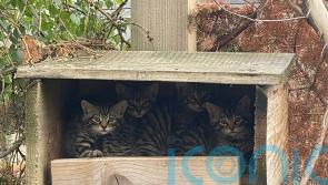 Eleven endangered Scottish wildcat kittens born at conservation centre