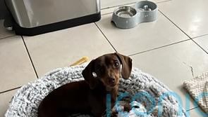 Masked man with hammer steals miniature dachshund from home