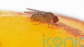 Scientists engineer ‘virgin birth’ in fruit flies after finding genetic cause