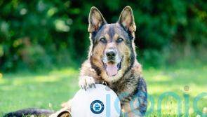 Tributes paid as ex-police dog who was stabbed protecting his handler dies at 14