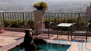 Bear spotted in Southern California Jacuzzi during heatwave