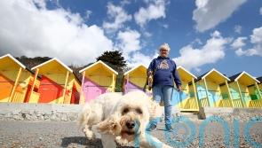 Goldendoodles the UK’s most popular dog, figures suggest
