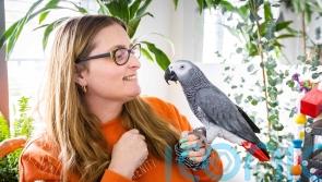 Lottery winner creates haven for TV-loving African grey parrots