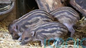 Endangered piglets born at Edinburgh Zoo