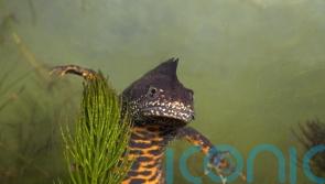 Boris Johnson’s plan to build swimming pool could be scuppered by newts