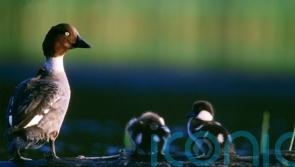 Ducklings provide welcome boost to goldeneye population