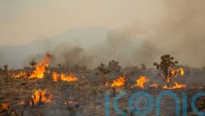 California firefighters partially contain massive wildfire in Mojave Desert