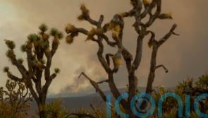 Progress made against California wildfires but flames may burn Joshua trees